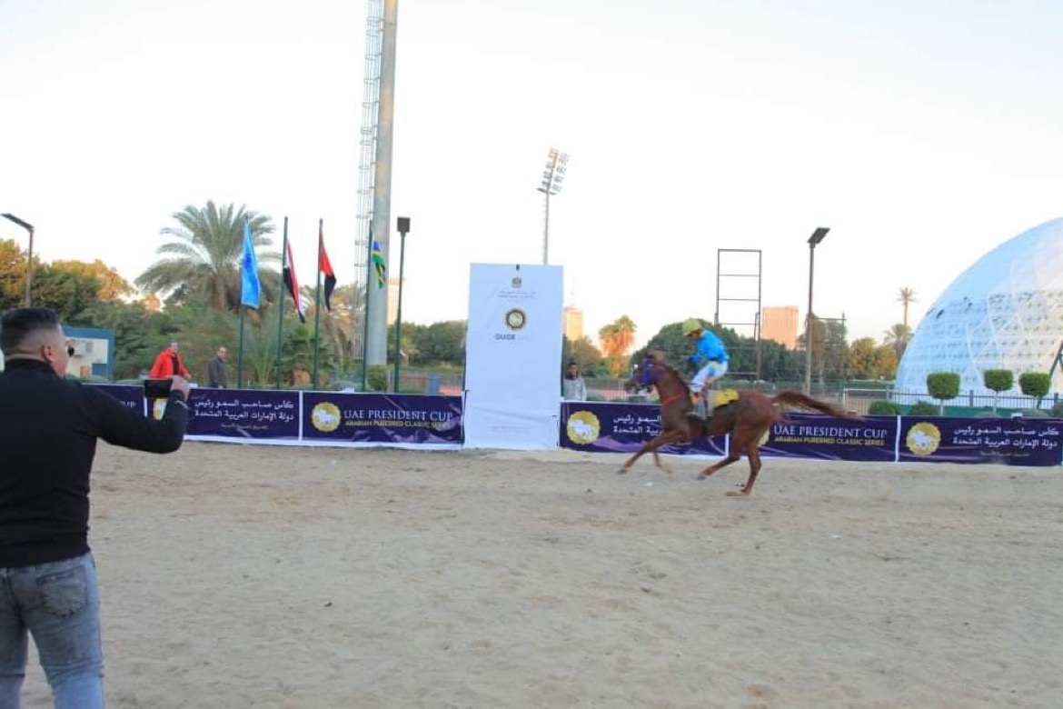 مهرجان الخيول العربية المصرية الاصيلة